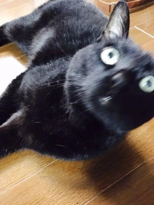 爆料猫咪丑照视频下载,这是哪位喵星人如此“自信”？