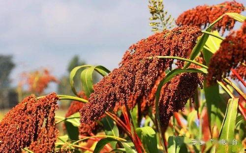 红高梁在线观看,烽火岁月里的爱情与抗争 第1张 红高梁在线观看,烽火岁月里的爱情与抗争 第1张